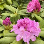 Rododendron hybridný (Rhododendron hybridum) ´ROSEUM ELEGANS´ - výška 30-50 cm, kont. C4L